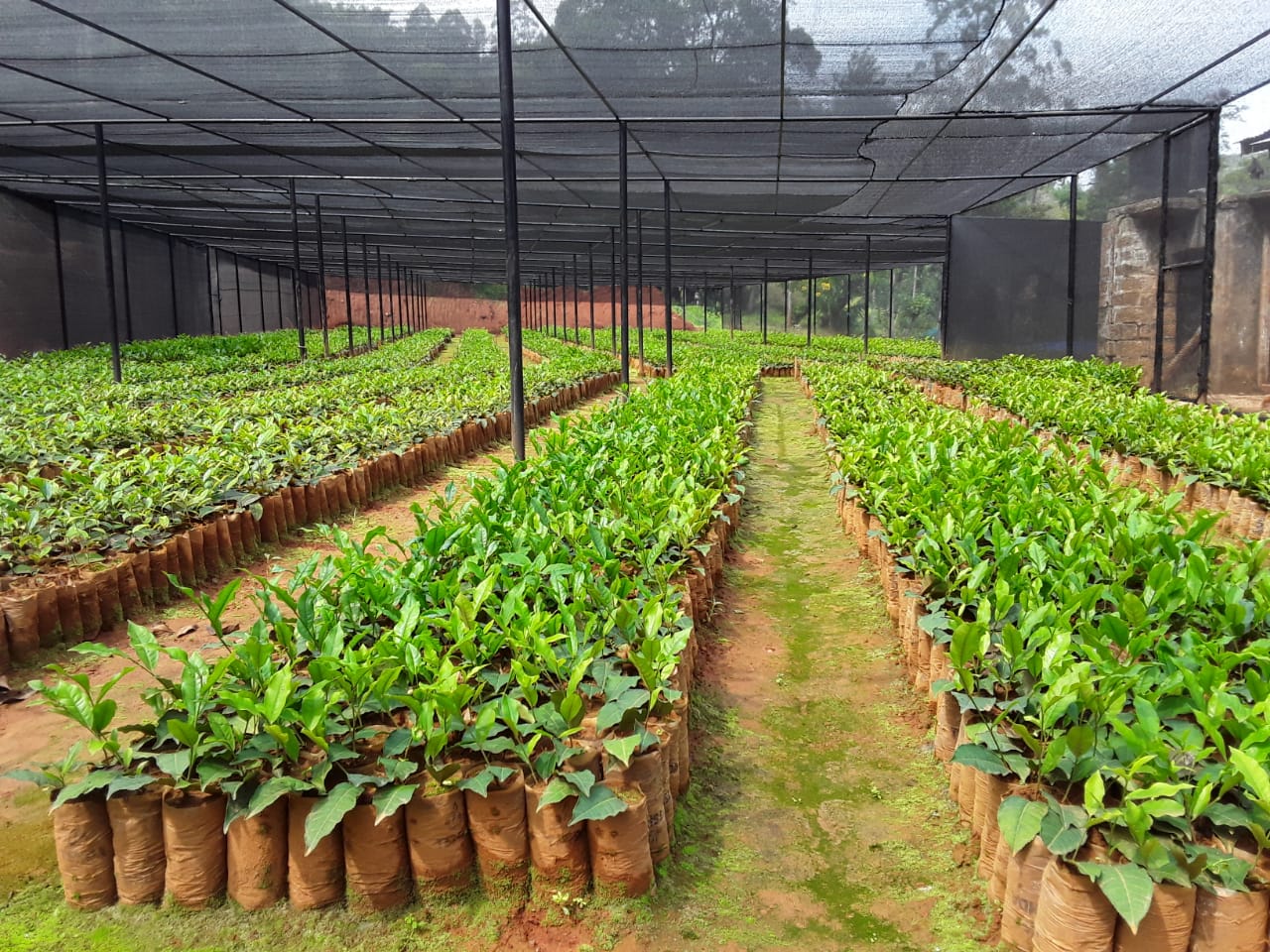 Tea Nursery Management